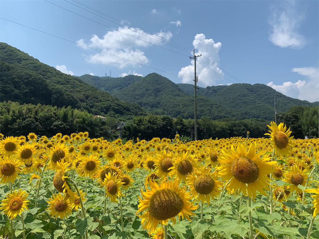f:id:jinjinchang:20210801185216j:image f:id:jinjinchang:20210801185216j:image