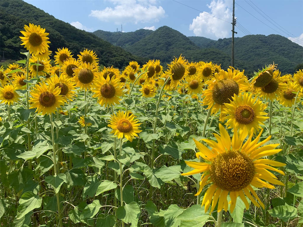 f:id:jinjinchang:20210801194111j:image f:id:jinjinchang:20210801194111j:image