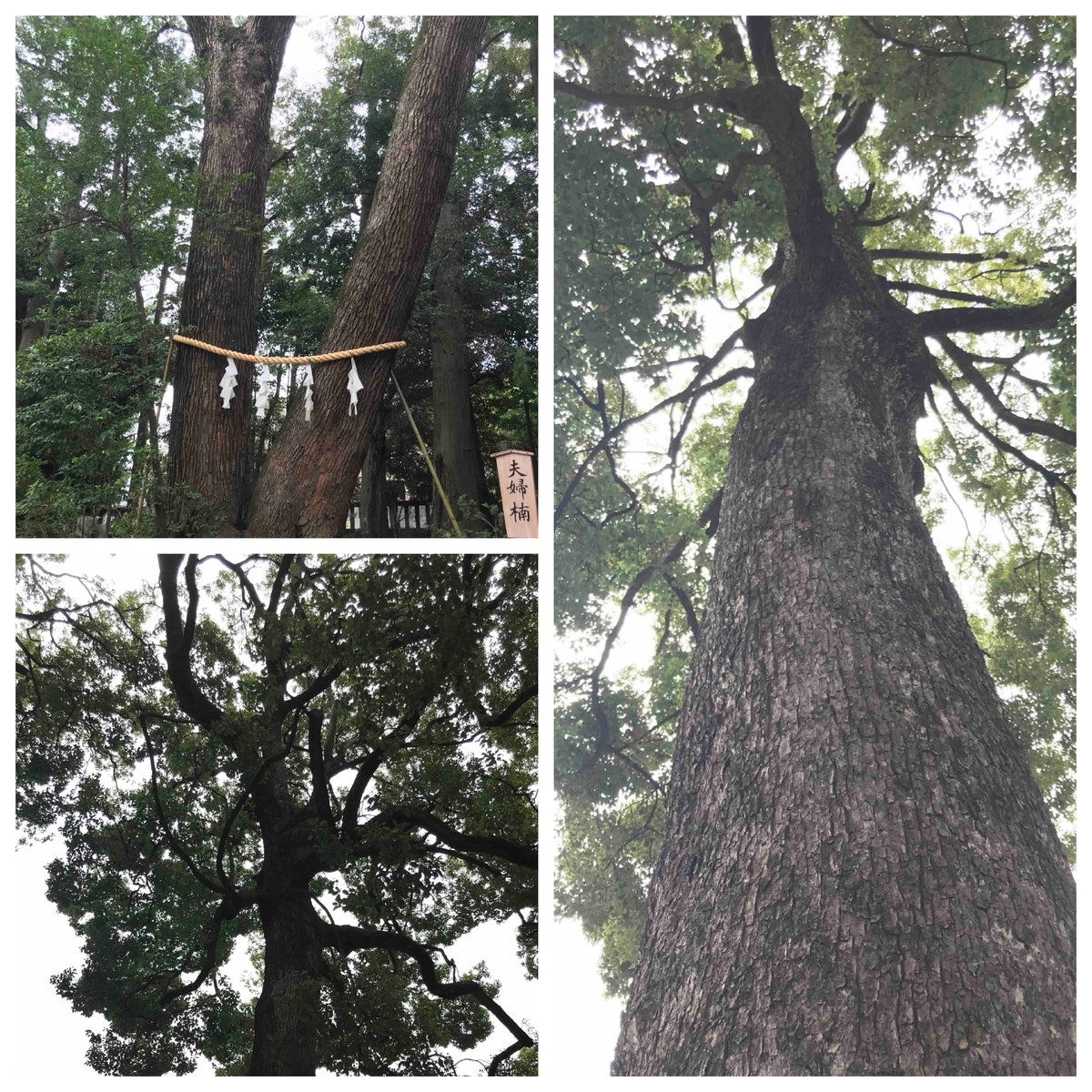 f:id:jinjya100:20190812112638j:plain
