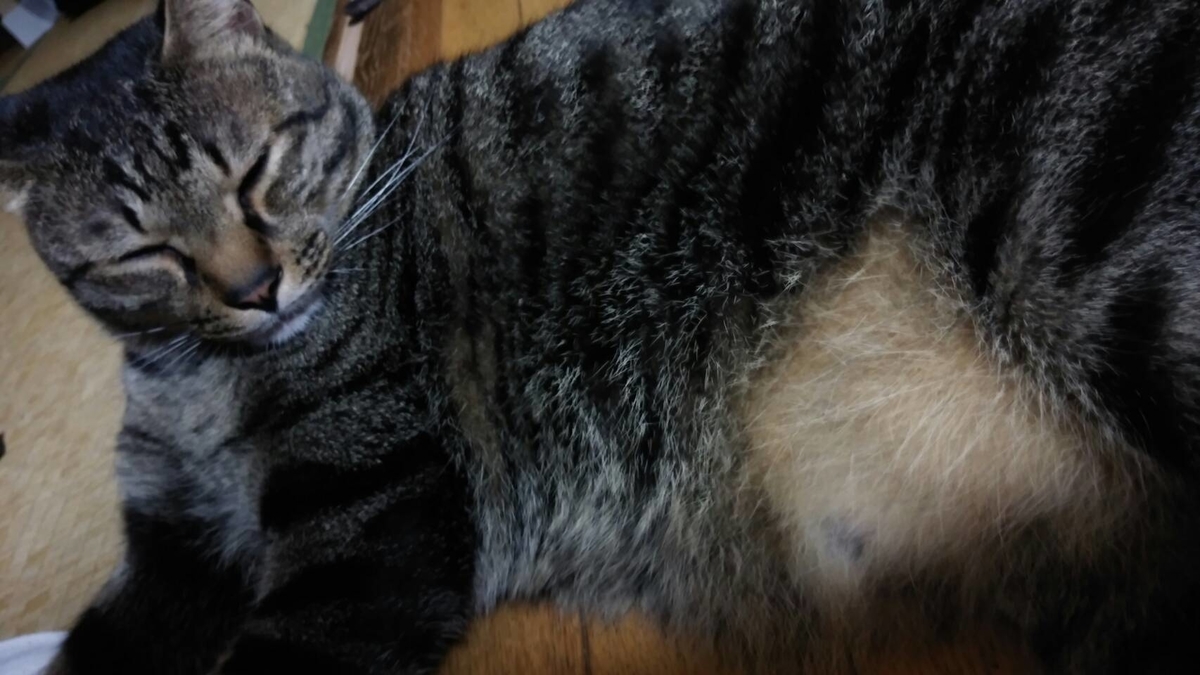 f:id:jinseihapipi:20190901215148j:plain