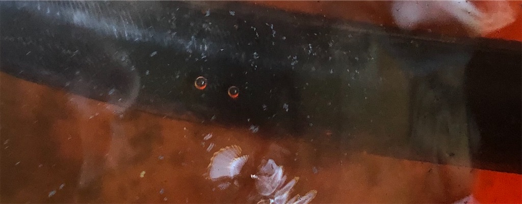 f:id:jinseinomisslog:20190829212237j:image f:id:jinseinomisslog:20190829212237j:image