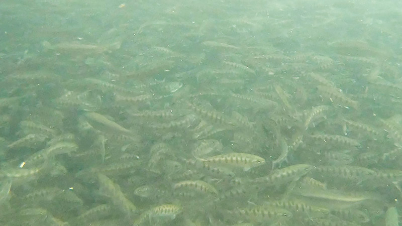 f:id:jinushikeisuke:20200801151152j:plain f:id:jinushikeisuke:20200801151152j:plain