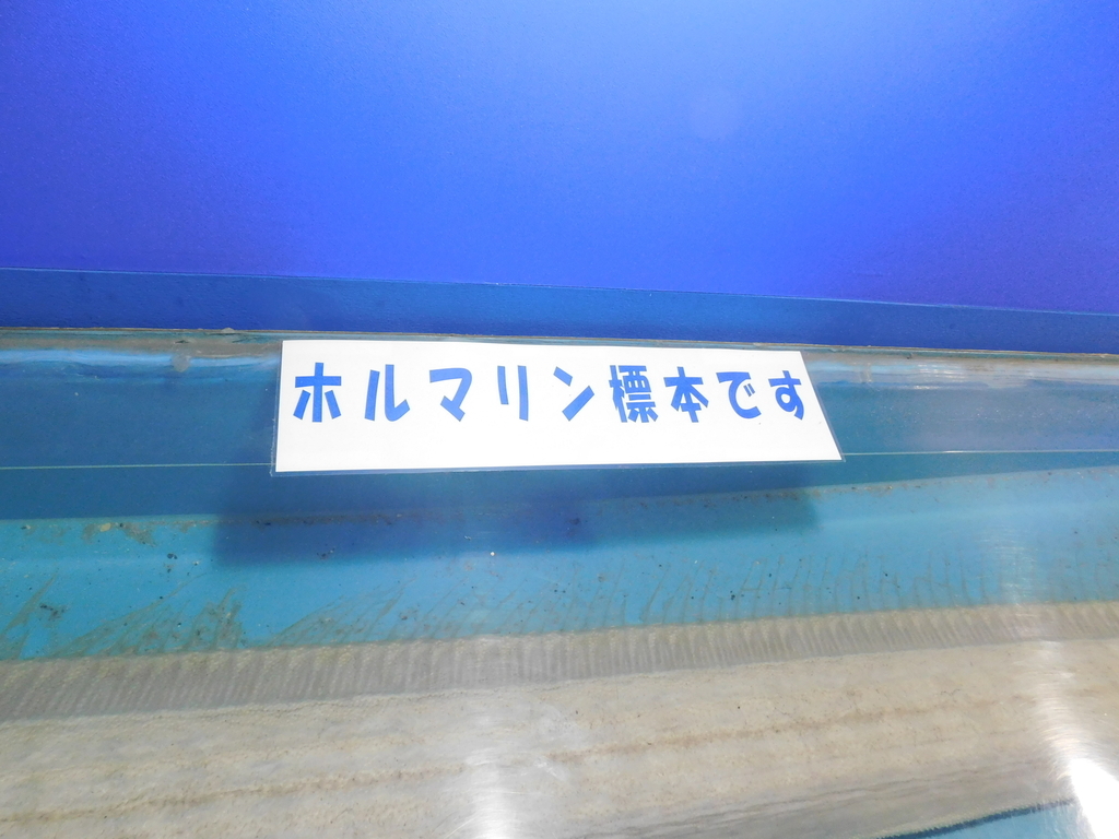f:id:jirodaisukiojisan:20181121211126j:plain f:id:jirodaisukiojisan:20181121211126j:plain