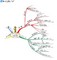 mindmap