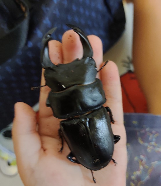 f:id:jirou730:20220728064327j:image f:id:jirou730:20220728064327j:image