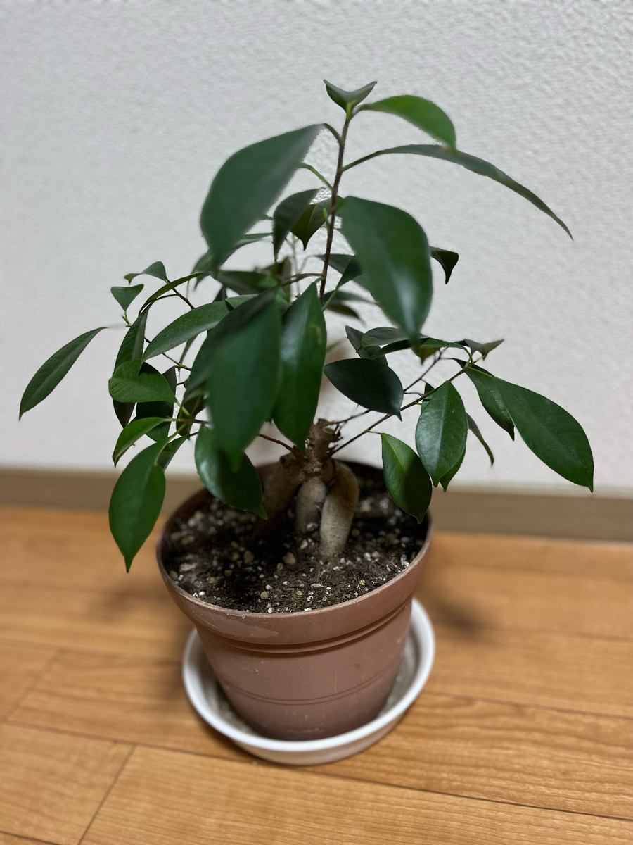 精霊の宿る木 『ガジュマル』育ててみた！ - くまちゃんの自転車日記