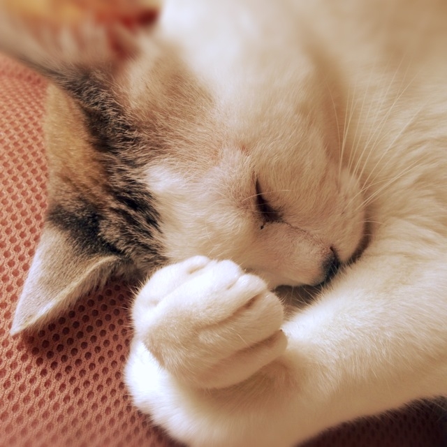 f:id:jitumatsu:20170705231239j:plain f:id:jitumatsu:20170705231239j:plain