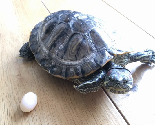 じつれぷ