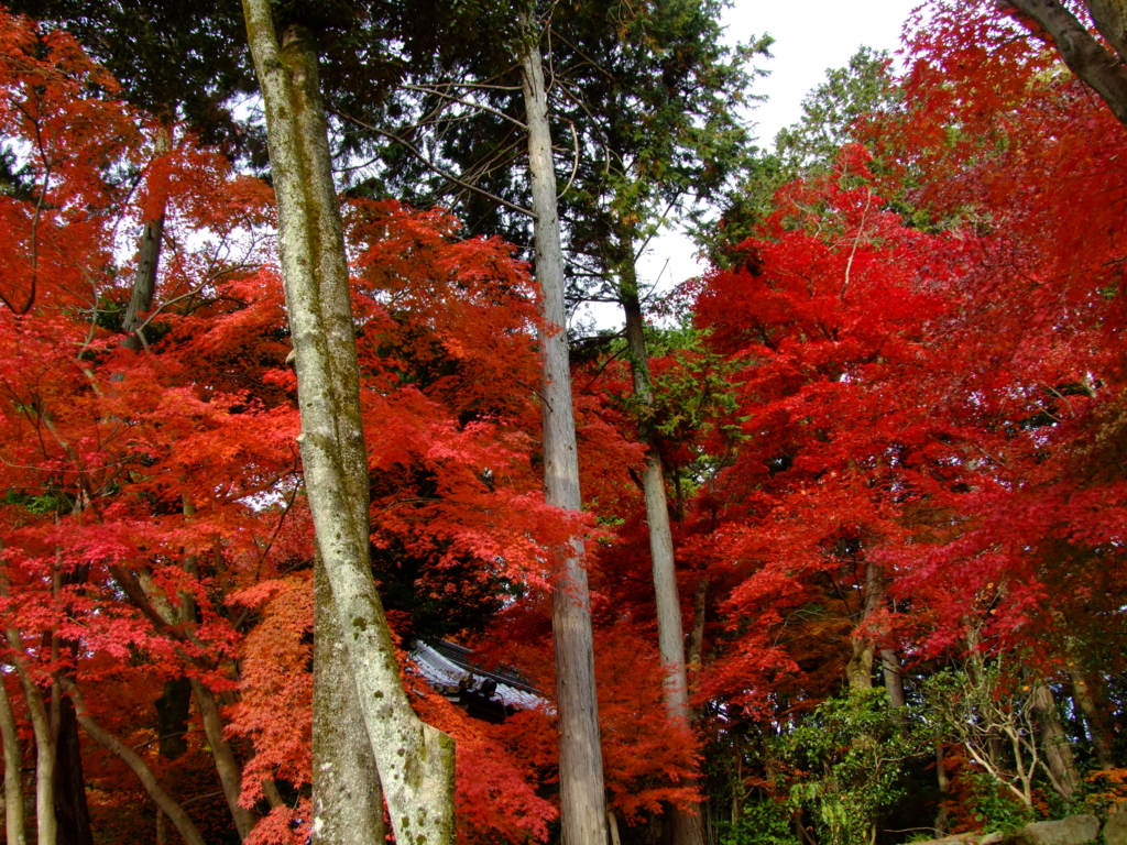 f:id:jiunji:20161101193535j:plain