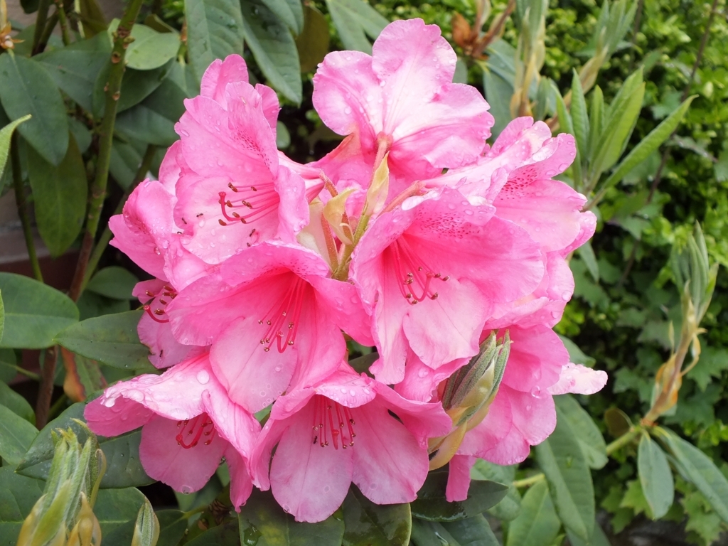 f:id:jiunji:20180116231243j:plain