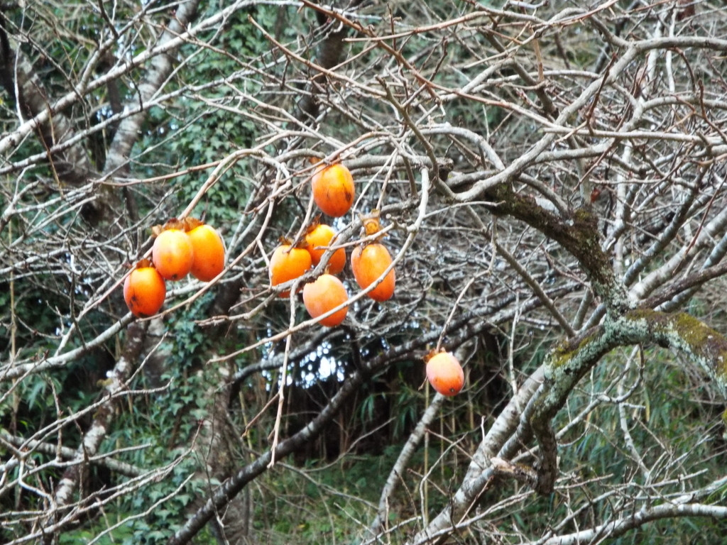 f:id:jiunji:20190202225106j:plain f:id:jiunji:20190202225106j:plain