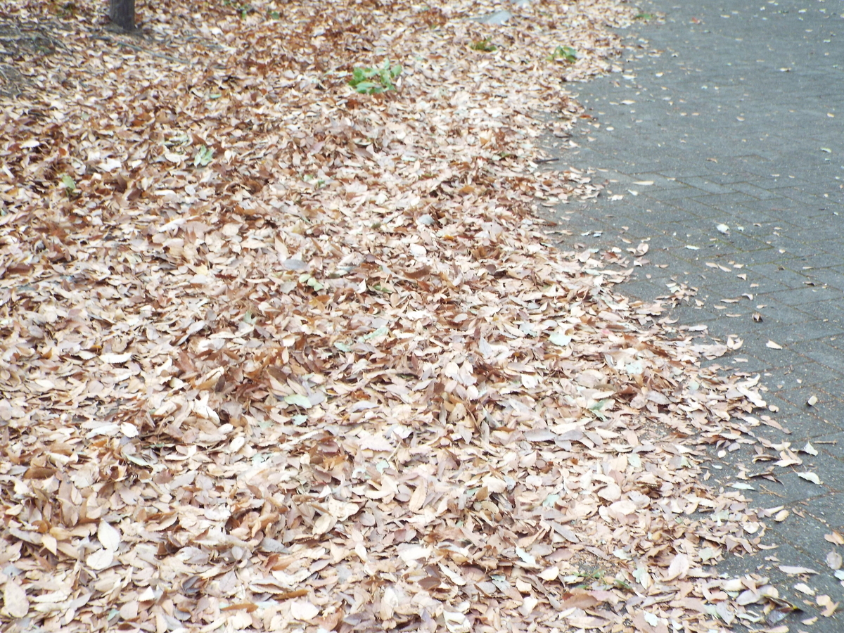 f:id:jiunji:20191230000318j:plain