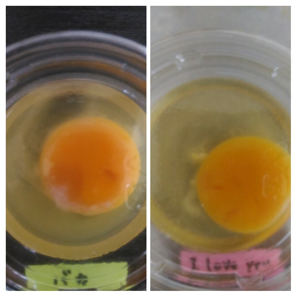 生卵に罵声を浴びせつづけたらどうなるか４４日間かけて実験してみた わが家の自由研究