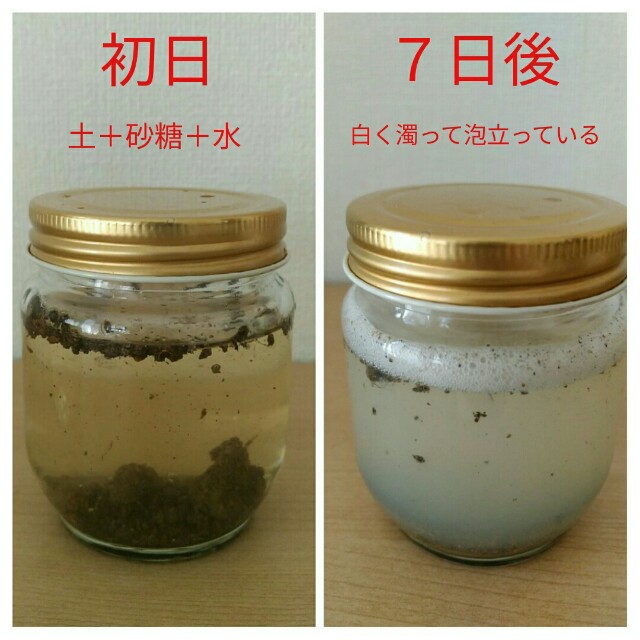 微生物を培養してみました - わが家の自由研究