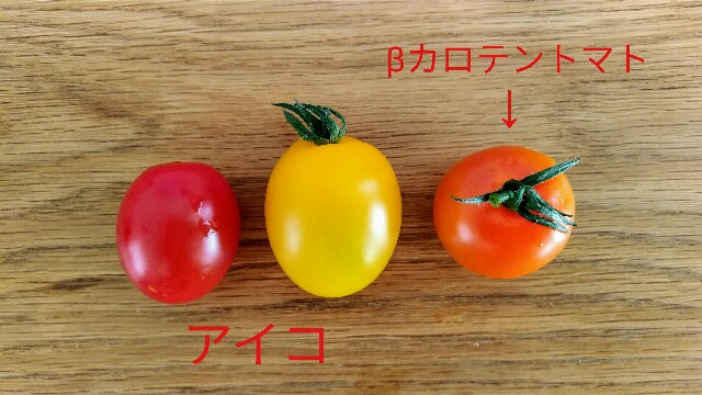 スーパーで買ってきたトマトの種を植えてみる わが家の自由研究