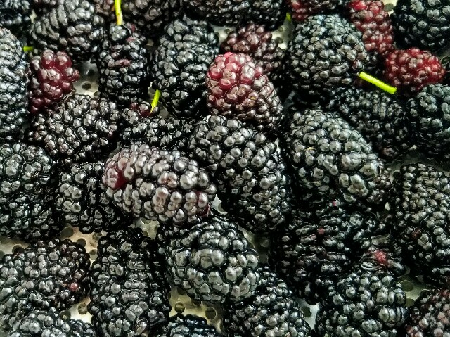 桑の実マルベリー 無農薬栽培 3kg
