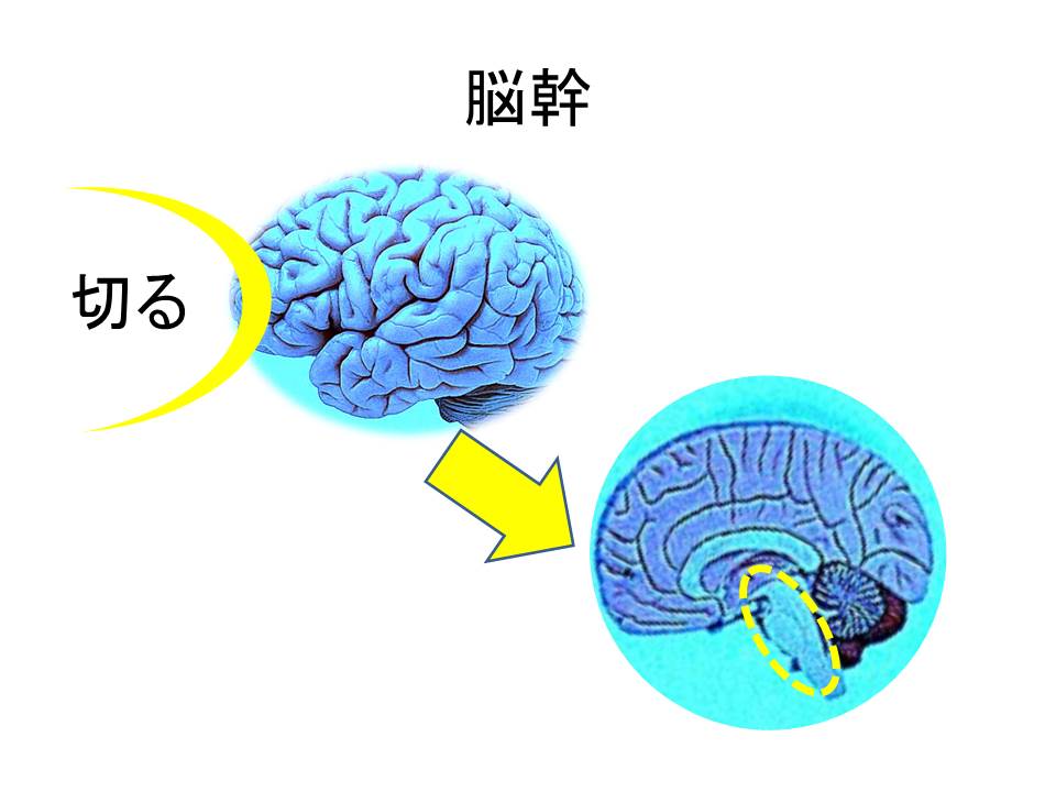 f:id:jizi9:20171128224632j:plain