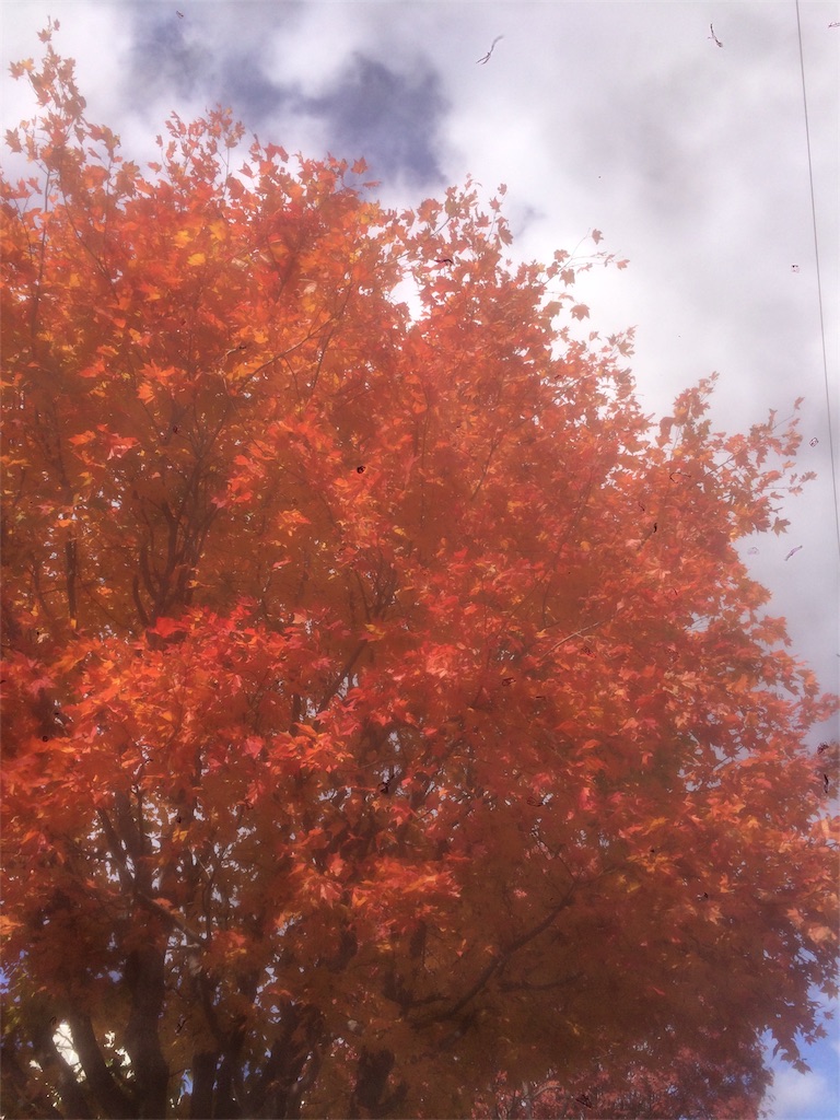 f:id:jizi9:20191126111432j:plain