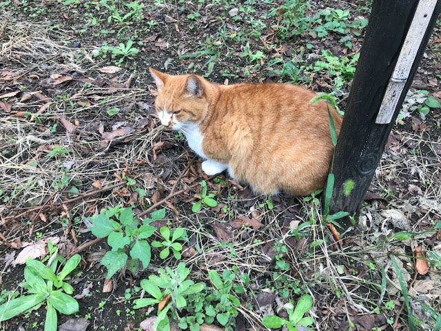 九品仏の猫