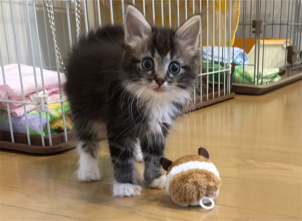 まろんが考察するマギメモはウィズに何故勝てなかったのか まろんのボヤキ まろんが考察するマギメモはウィズに何故勝てなかったのか まろんのボヤキ