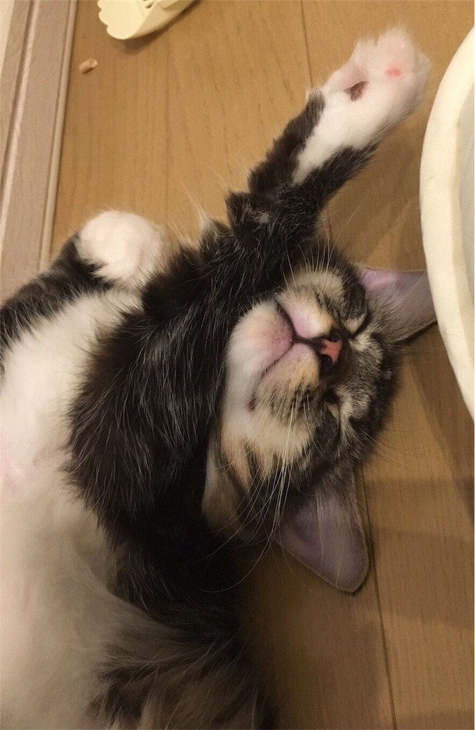 f:id:jizou2199:20180514204345j:image f:id:jizou2199:20180514204345j:image