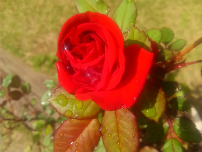 f:id:jj2001s:20160602105556j:image
