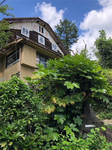 f:id:jjplatoo:20190618175718j:image f:id:jjplatoo:20190618175718j:image