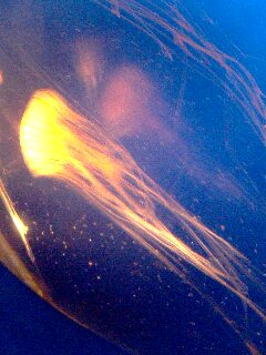 f:id:jjyy:20161225152526j:plain f:id:jjyy:20161225152526j:plain