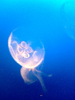 f:id:jjyy:20161225152614j:plain f:id:jjyy:20161225152614j:plain