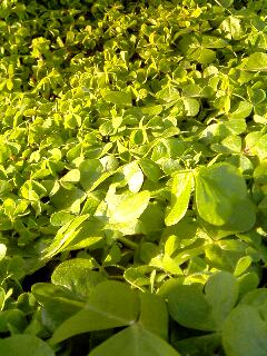 f:id:jjyy:20161225152701j:plain f:id:jjyy:20161225152701j:plain