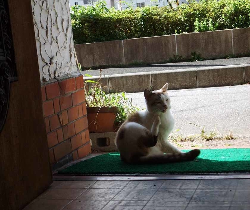 イメージ 7