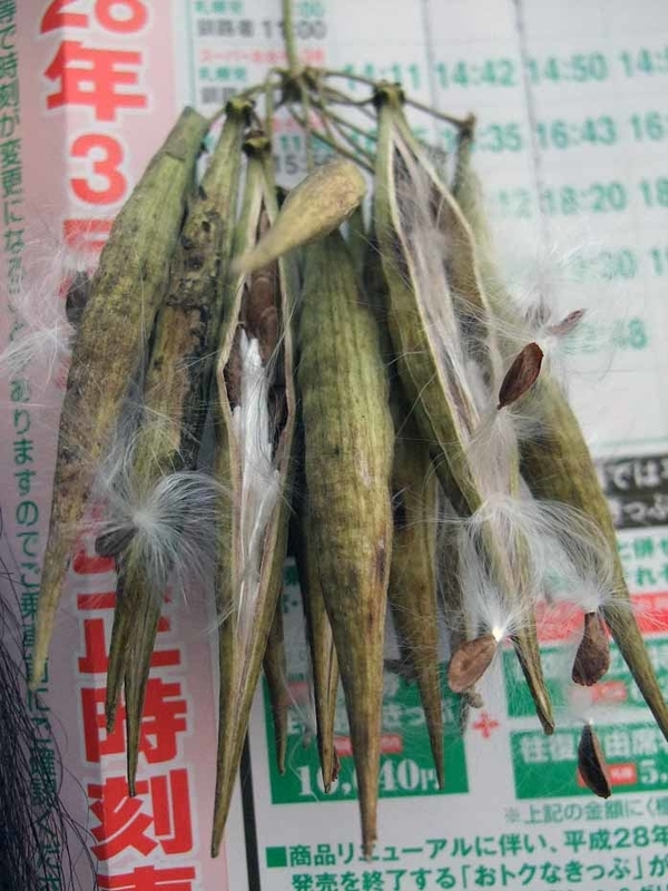 イメージ 8