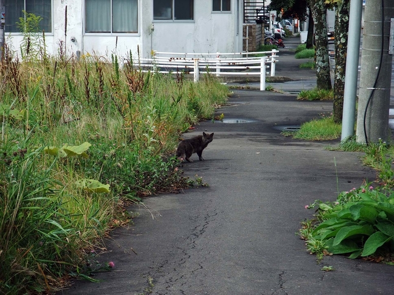 イメージ 15