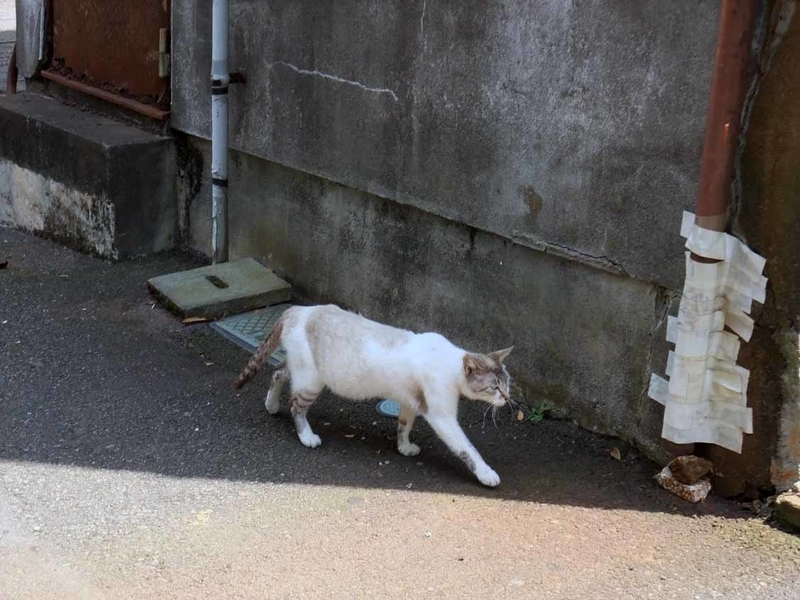 イメージ 7