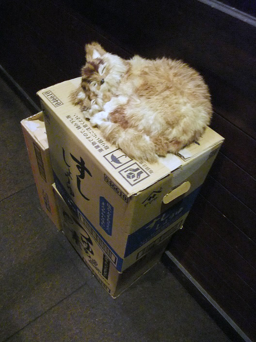 イメージ 8