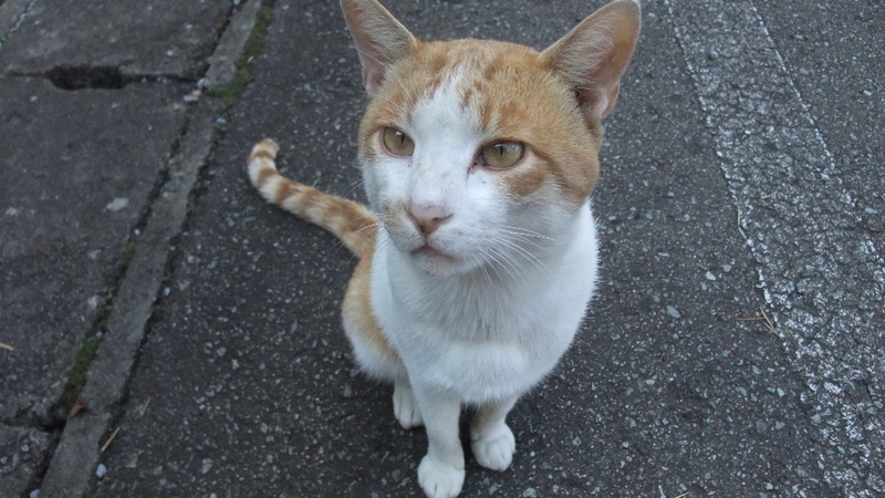 イメージ 13
