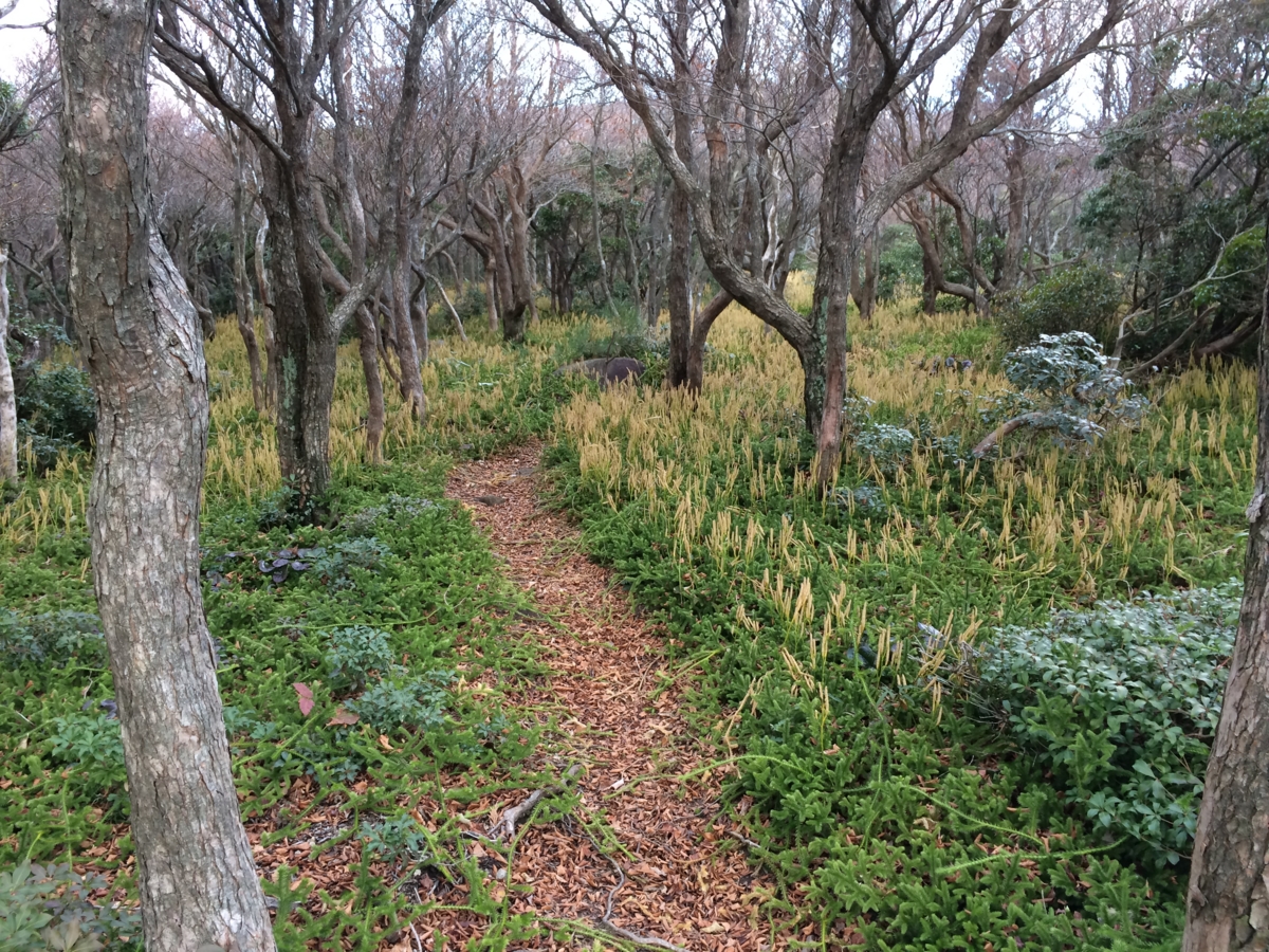 f:id:jkondo:20151103142823j:plain f:id:jkondo:20151103142823j:plain