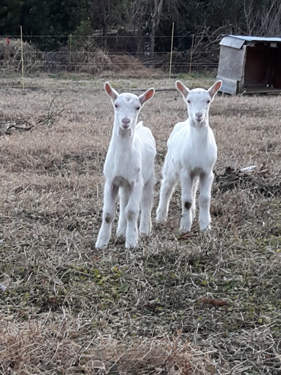 f:id:jlk415:20200110184200j:plain