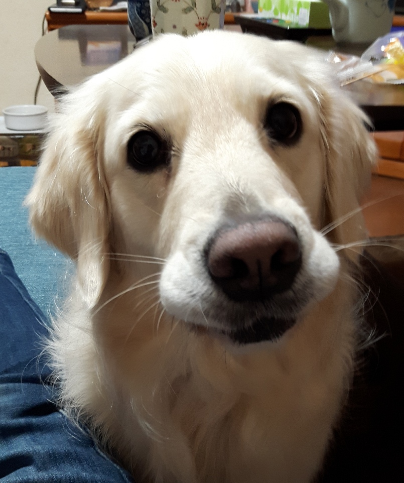 f:id:jlk415:20200110184509j:plain