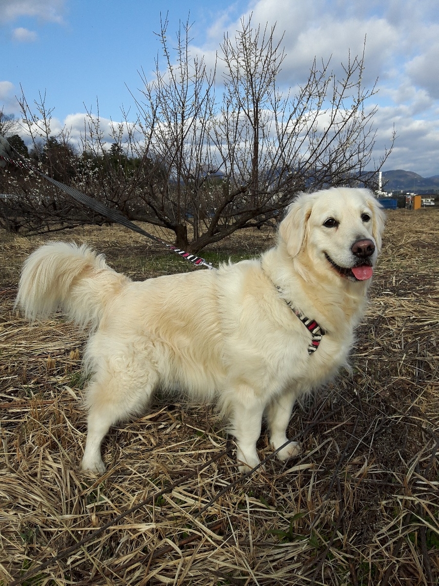 f:id:jlk415:20200225194611j:plain