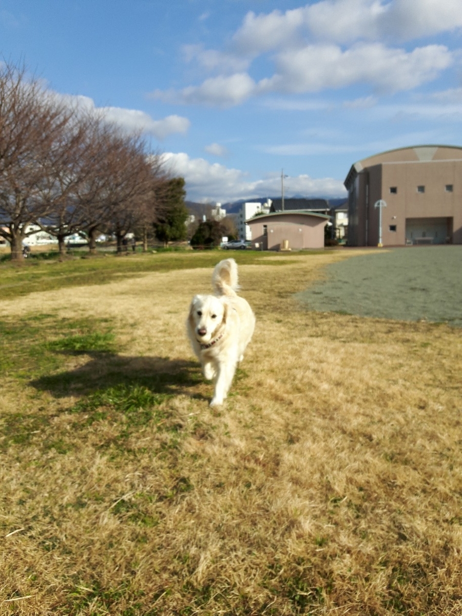 f:id:jlk415:20200225194807j:plain