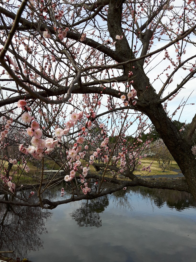 f:id:jlk415:20200225195011j:plain