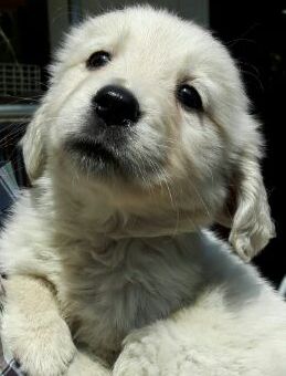 f:id:jlk415:20200331105645j:plain