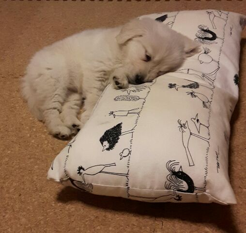 f:id:jlk415:20200331105806j:plain