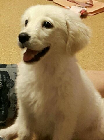 f:id:jlk415:20200331105948j:plain