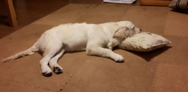 f:id:jlk415:20200401140352j:plain