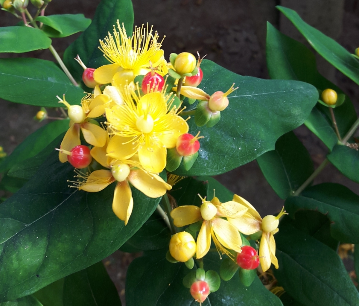 めざめ の 花