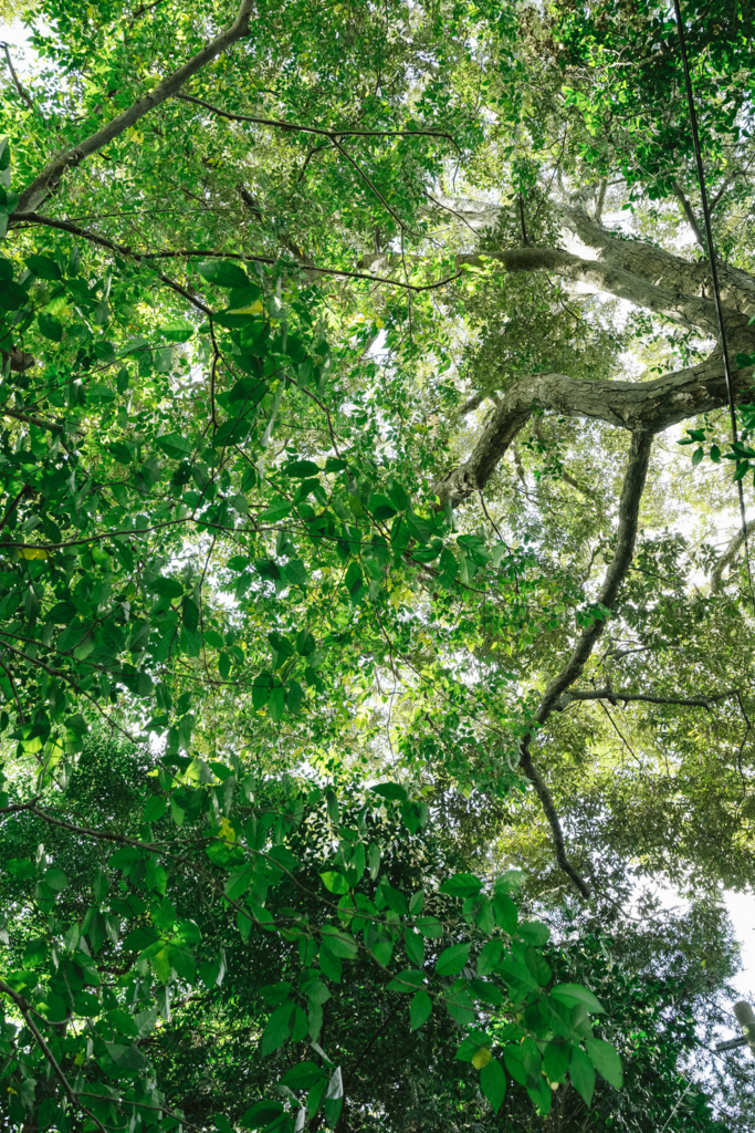 f:id:jmath:20161205230845j:plain