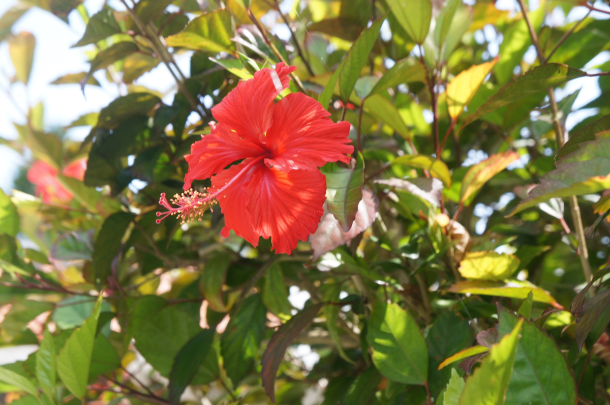 f:id:jmath:20210507101029p:plain