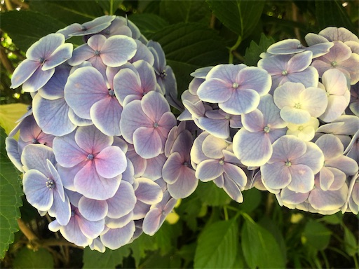 f:id:jnana-shri:20200715140518j:plain f:id:jnana-shri:20200715140518j:plain